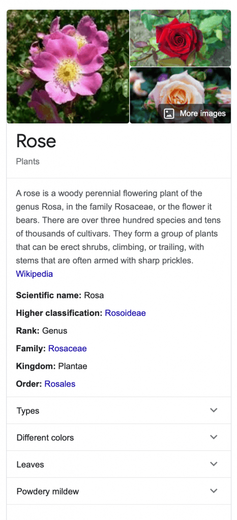 Long tail keywords rose knowledge panel